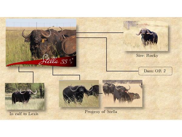 ~/upload/Lots/1470/AdditionalPhotos/gy4gfisa35qug/8 Stella Studbook_t600x450.jpg